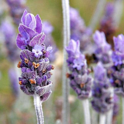 Lavender Fragrance Oil - Finca Gran Cerros
