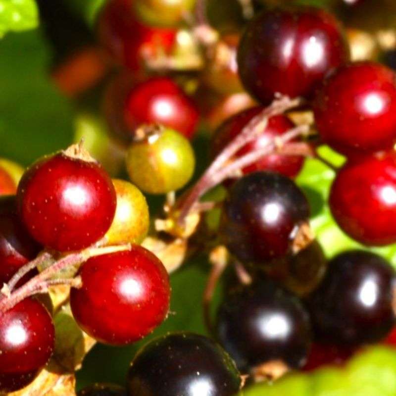 Blackcurrant & Tuberose Fragrance Oil - Finca Gran Cerros