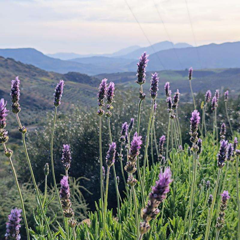 Lavender Wardrobe Fresheners - Finca Gran Cerros